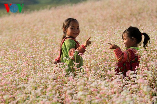 Buckwheat flowers blossom in Si Ma Cai - ảnh 10